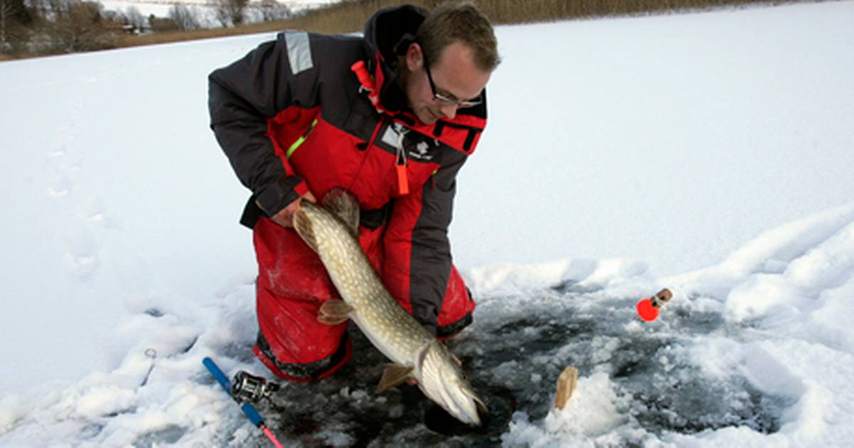 Store Fisk Fra Isen