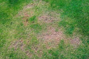 Din græsplæne kan ende med et kedeligt og gult udtryk, hvis larver eksempelvis har gnavet rødderne over. Se her, hvordan du kommer plæneproblemerne til livs. 