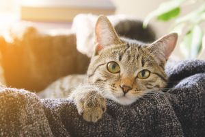 Få gratis rådgivning om blandt andet adfærd og aktivering hos katte - samt et par gode overraskelser, når der er Kattens Dag 8. august.
