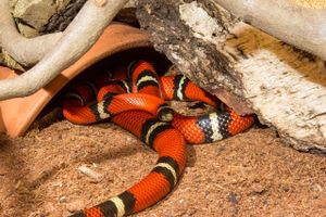 En Sinaloa-slange er stukket af fra sit terrarie i Aalborg Zoo.
