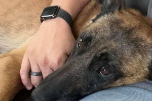 Politihunden Exo blev skudt og dræbt under jagten på en bevæbnet forbryder i den amerikanske sydstat Mississippi - sidste år løb samme hund rundt i Nordjylland og fik polititræning.
