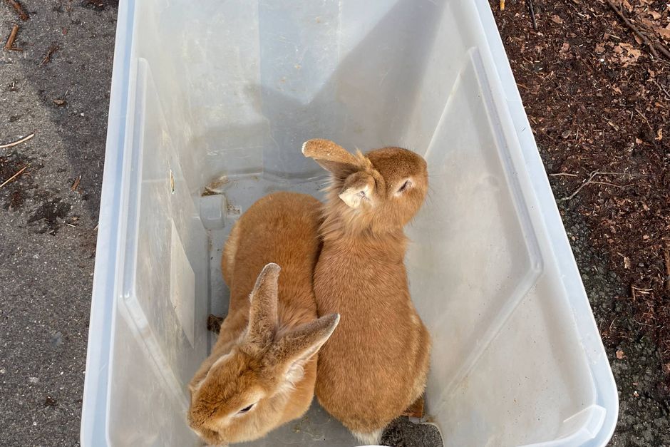 Dyrenes Beskyttelse rykkede sidste uge ud til to kaniner, der var efterladt i en plastikkasse uden mad og drikke i Geelskov.