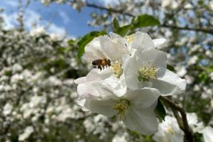Seniorforsker Yoko Luise Dupont vil blandt andet fortælle om biernes biologi, og hvad der truer dem.