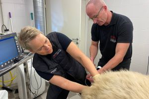 Zoo i Estland tilkaldte specialdyrlæge fra Favrskov for at undersøge isbjørn, der har mistet to kuld unger.