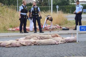 En grisetransport er væltet i Nyborg.