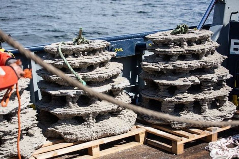 Kattegat er ramt af en historisk lav torskebestand, og for at hjælpe biodiversiteten tager man nu for første gang i danske farvande 3D-printede rev i brug for at supplere eksisterende stenrev.
