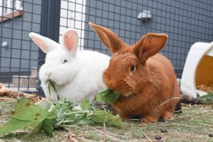 Omfanget af svigtede kaniner får Dyrenes Beskyttelse til at opfordre til at pause avlen. Danskerne skal tømme internaterne i stedet for, lyder det fra foreningen.