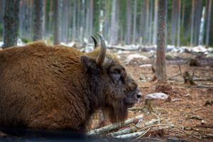 Fødevarestyrelsen vurderere, at bisonerne på Bornholm er »ved godt huld«, og derfor har politiet henlagt sagen. 