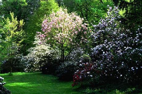Fra de første magnolier springer ud omkring 1. maj og frem til et stykke hen i juni kan man i Lerbjerg besøge Magnoliedalen.