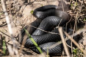 Hvis du støder på en slange, som er to meter lang og sort og grå, skal man kontakte Bornholms Politi. 