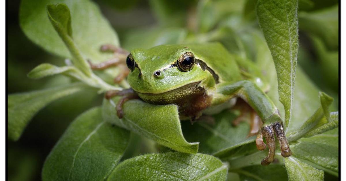 Kvæk, kvæk: Biblioteket kalder alle frø-reddere - Din Avis