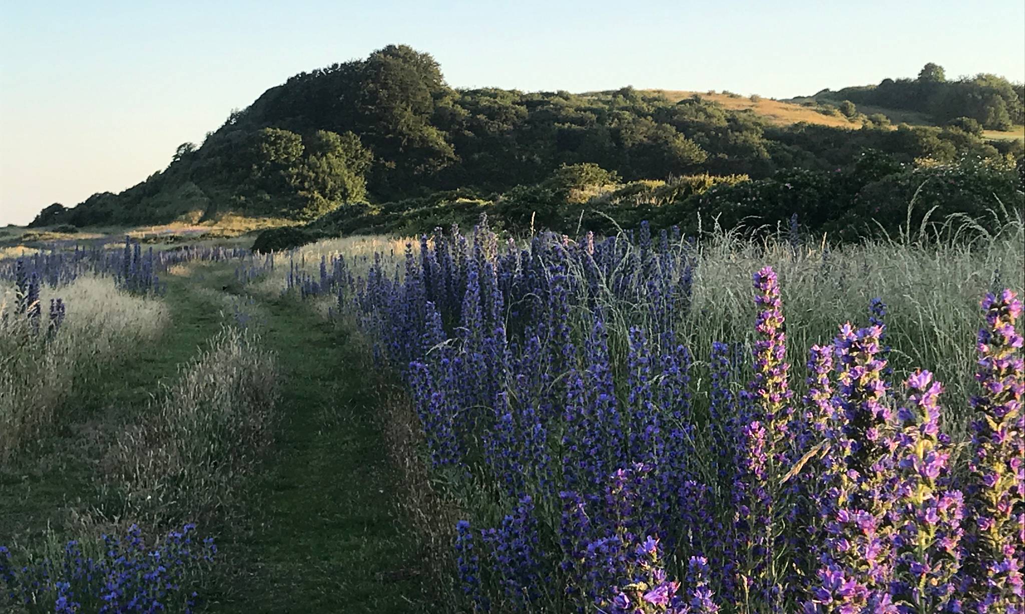 Artiklens øverste billede
