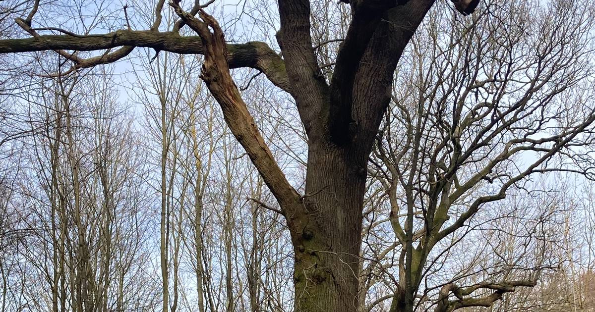 Den vilde brevkasse: Hvordan kender jeg forskel på skovens vilde træer ...