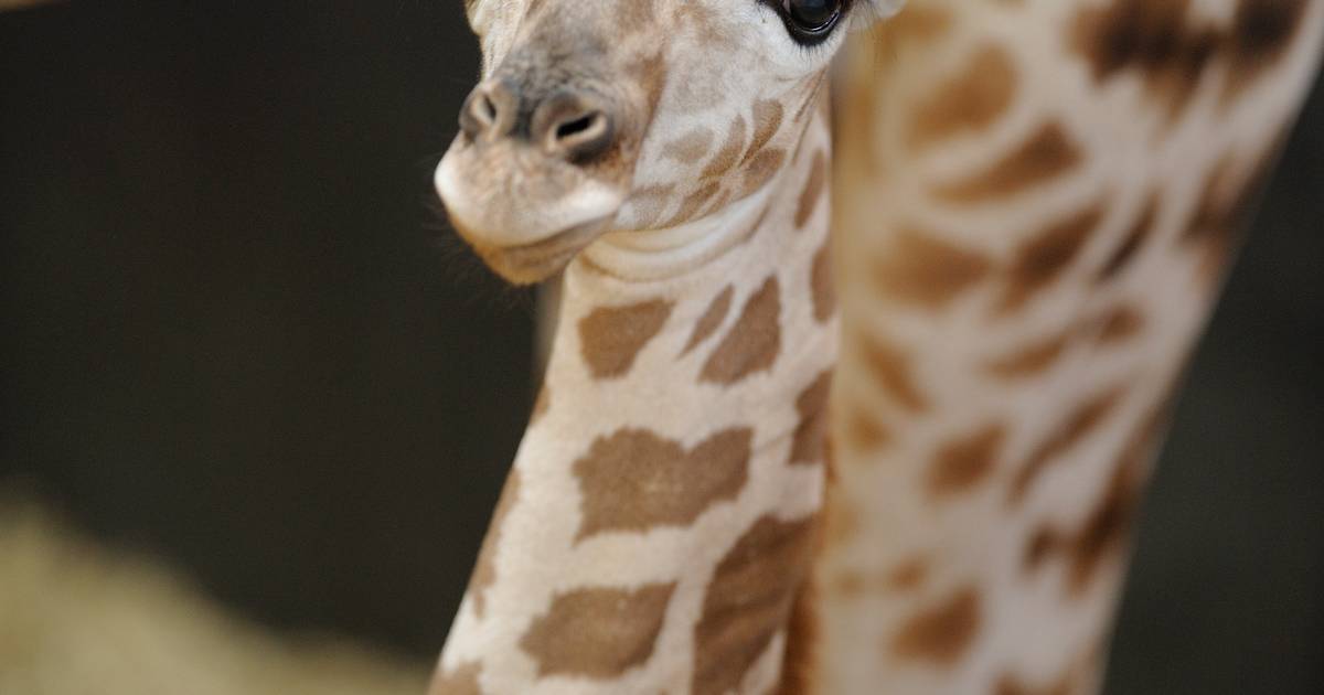 Påsken i Ree Park Safari byder på dyreunger og kreative dage - Din Avis