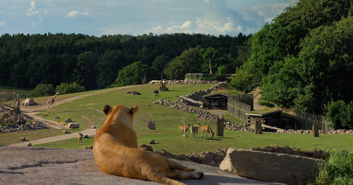 Ree Park Safari er Danmarks bedste oplevelse - Din Avis