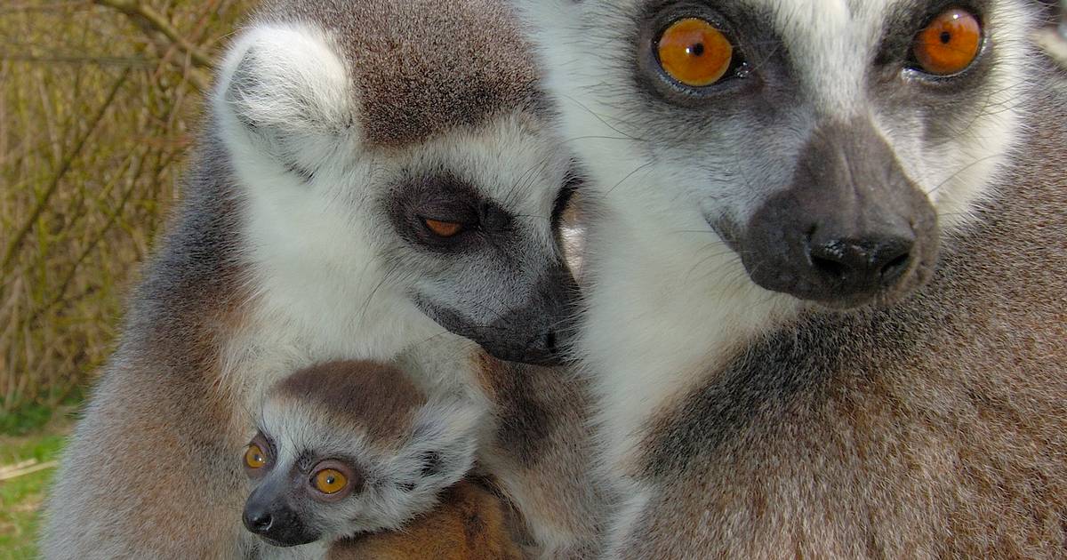 Påske, sæsonstart og dyreunger i Ree Park Safari - Din Avis