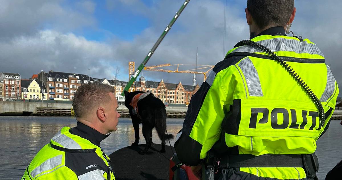 Derfor Er Der Lige Nu Lighunde I Aarhus Havn