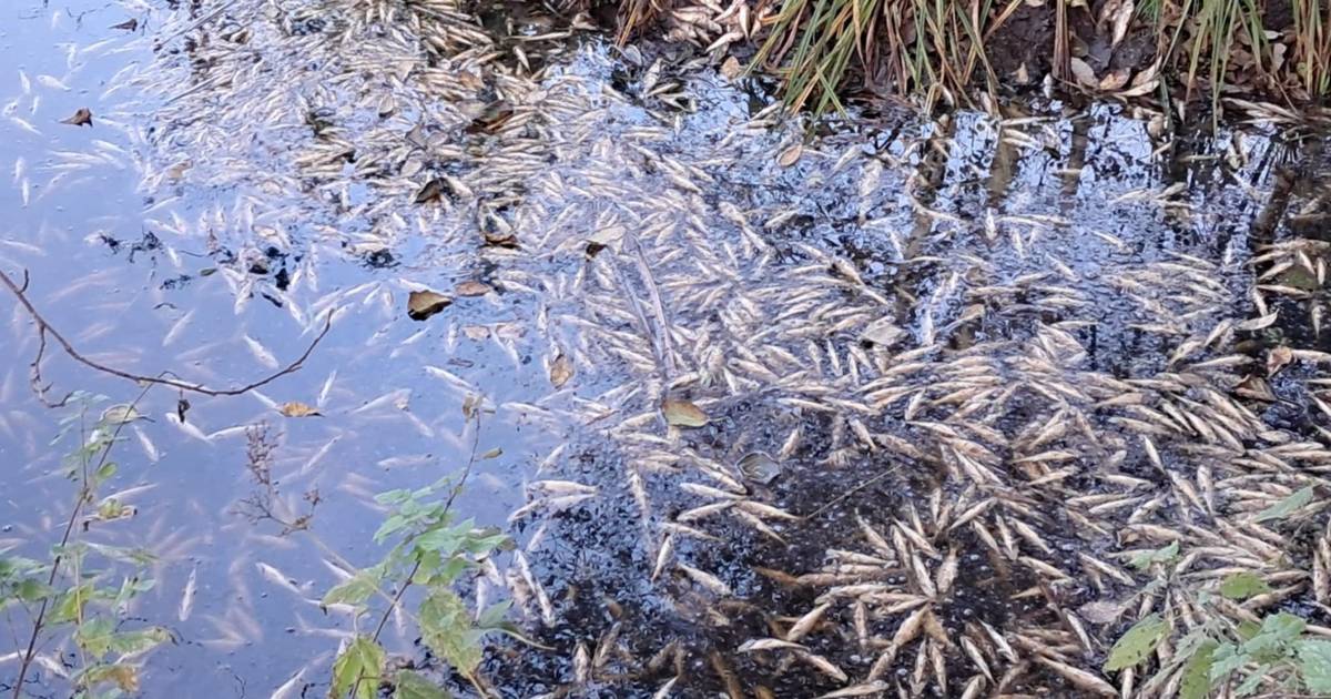 Tusindvis af døde fisk fundet på Djursland - Din Avis