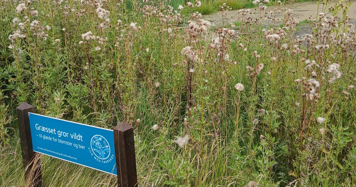 »Tidsler gror fuldstændigt vildt til stor ulempe for alle naboer – og ...