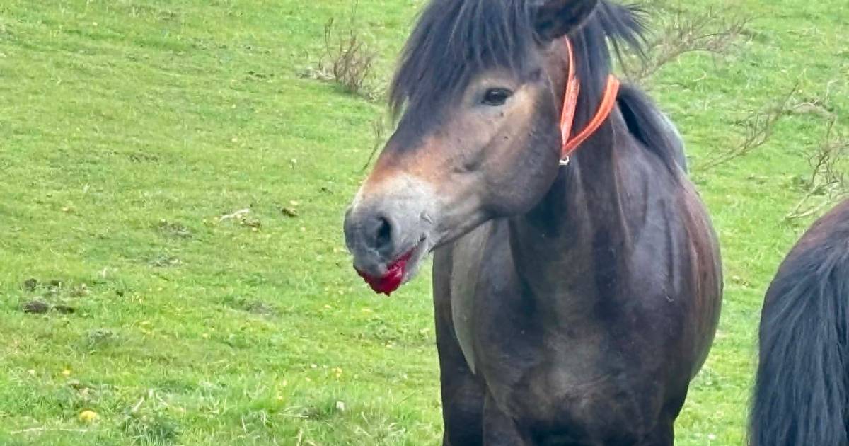 »Det var en helt ny oplevelse«: Imponeret kritiker roser indsatsen på ...