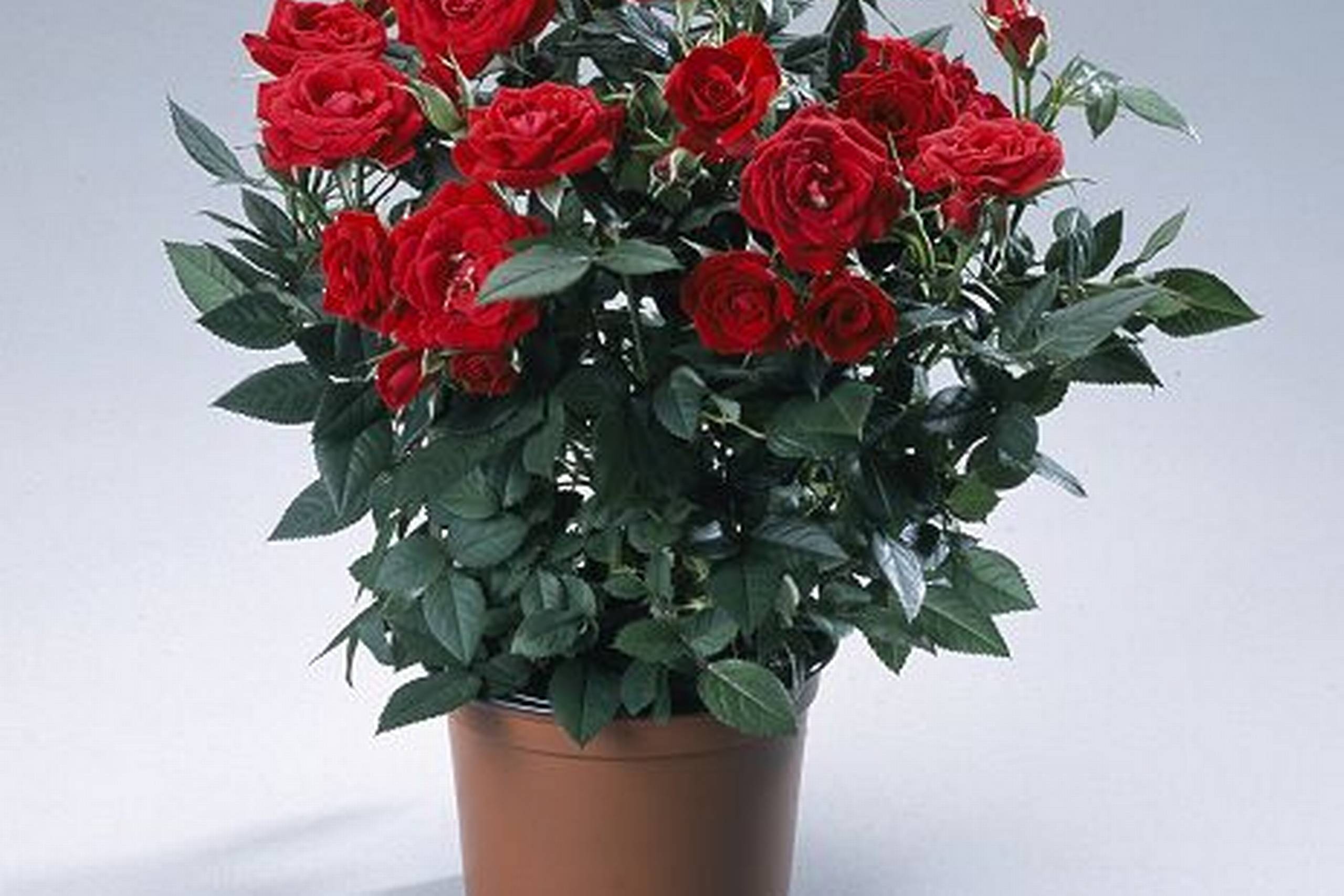 Kærlighedens symbol er en rød rose - Din Avis