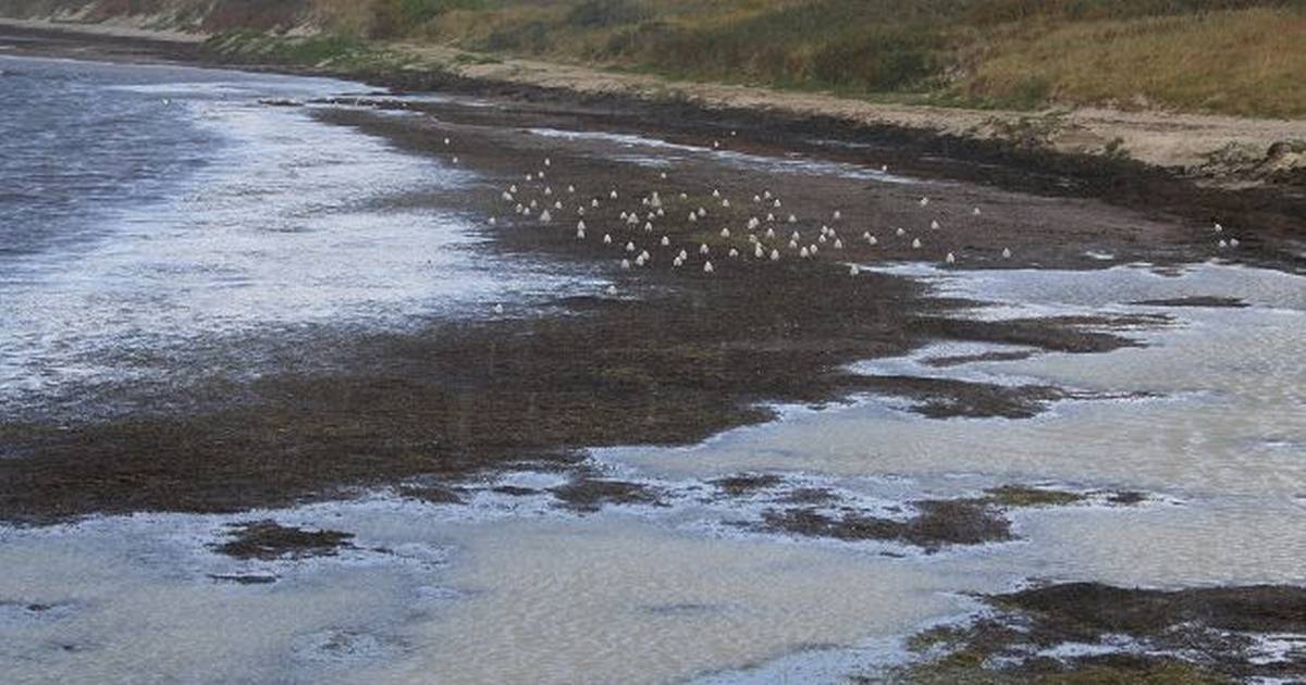 “Fedtemøg” river i næsen - Din Avis
