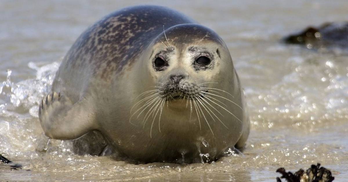Sæl har forelsket sig i Gilleleje Havn - Din Avis