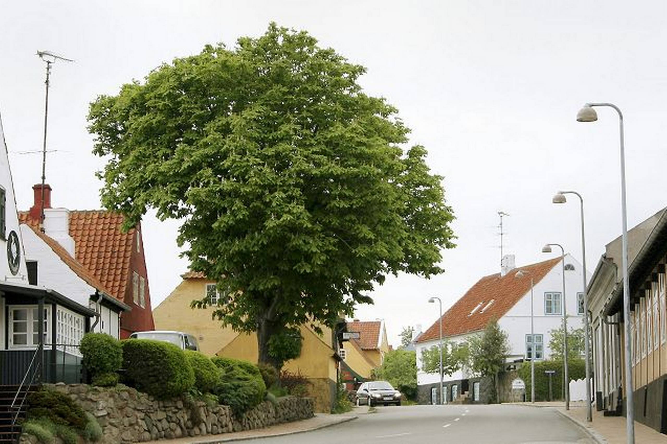 Årets træ i Roskilde Kommune - Din Avis