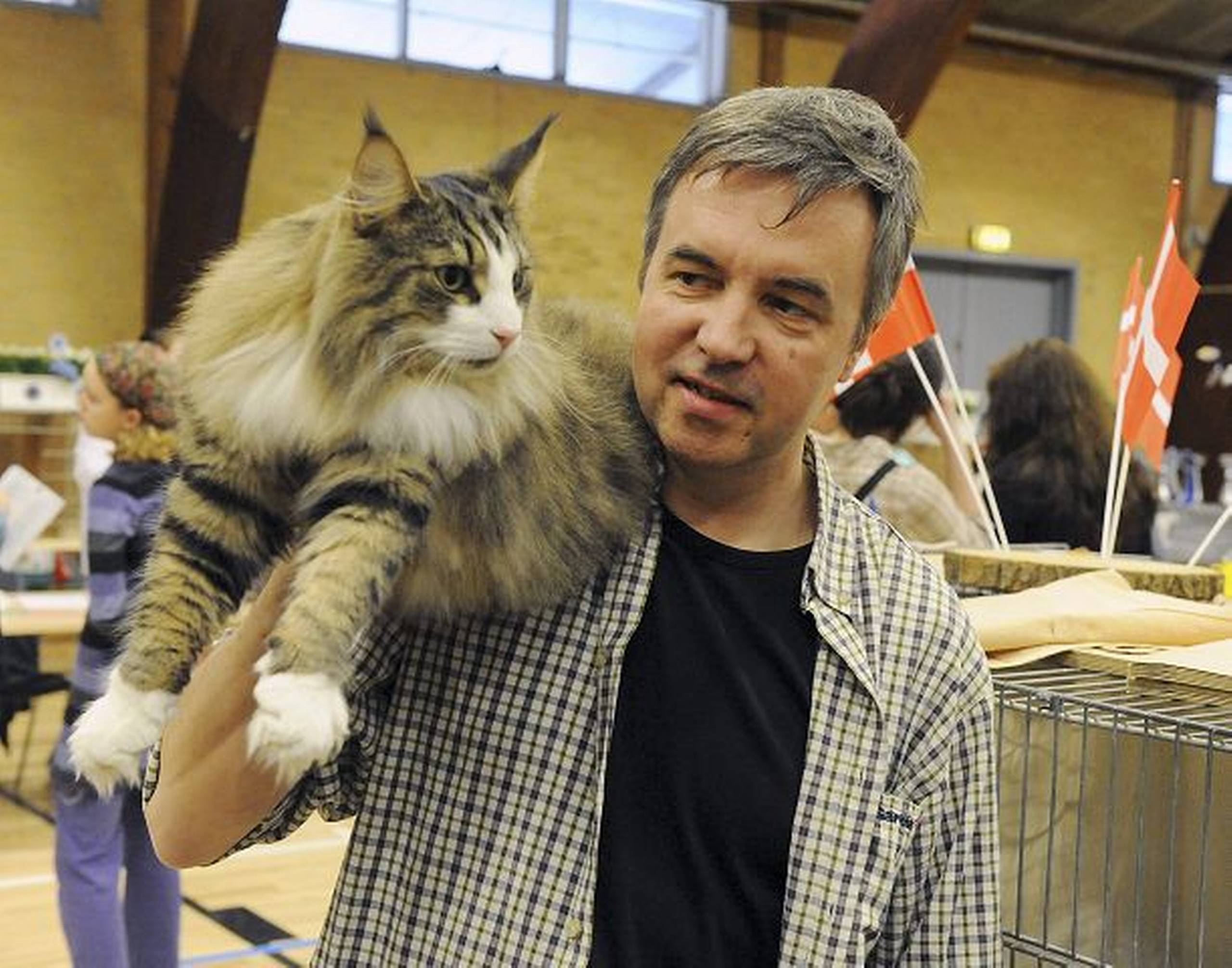 Kæmpe katte indtog podiet - Din Avis