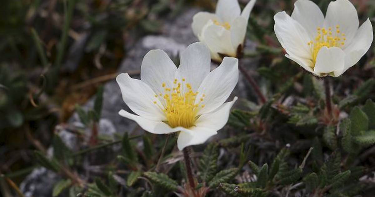 Efter-istiden ved Fuglsø Sø - Din Avis