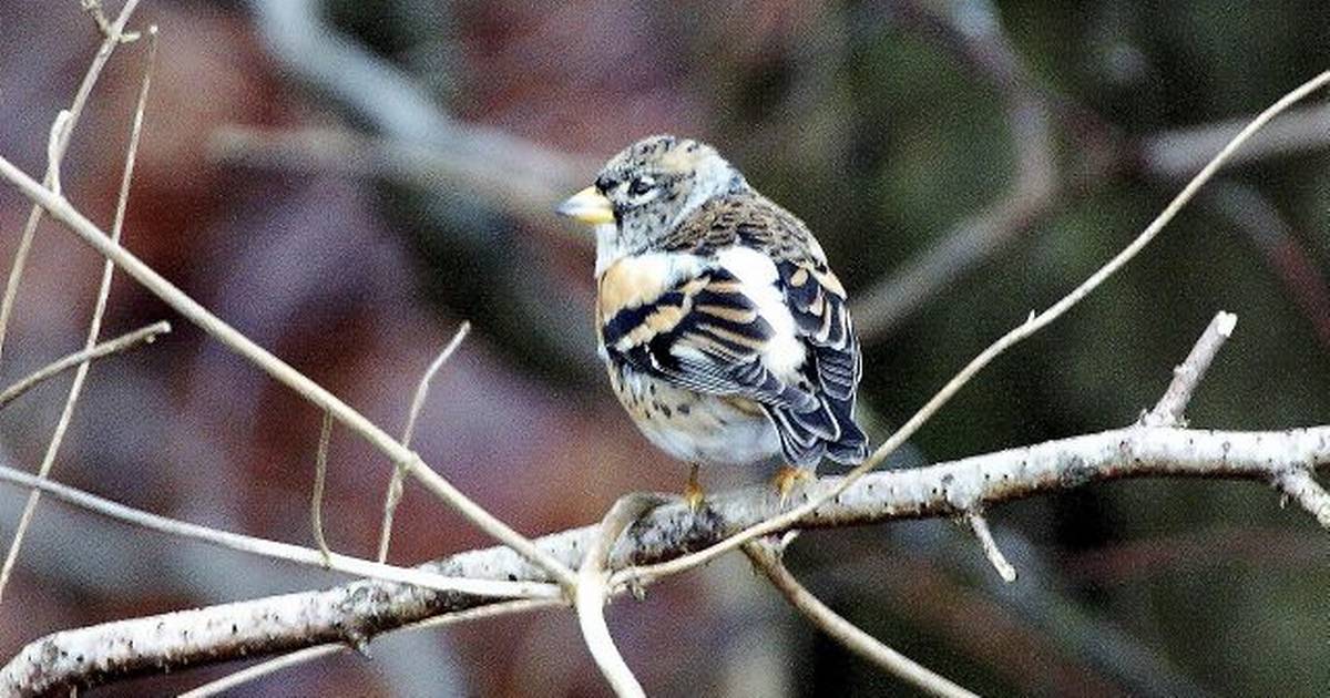 Kvæker-finken er på besøg - Din Avis