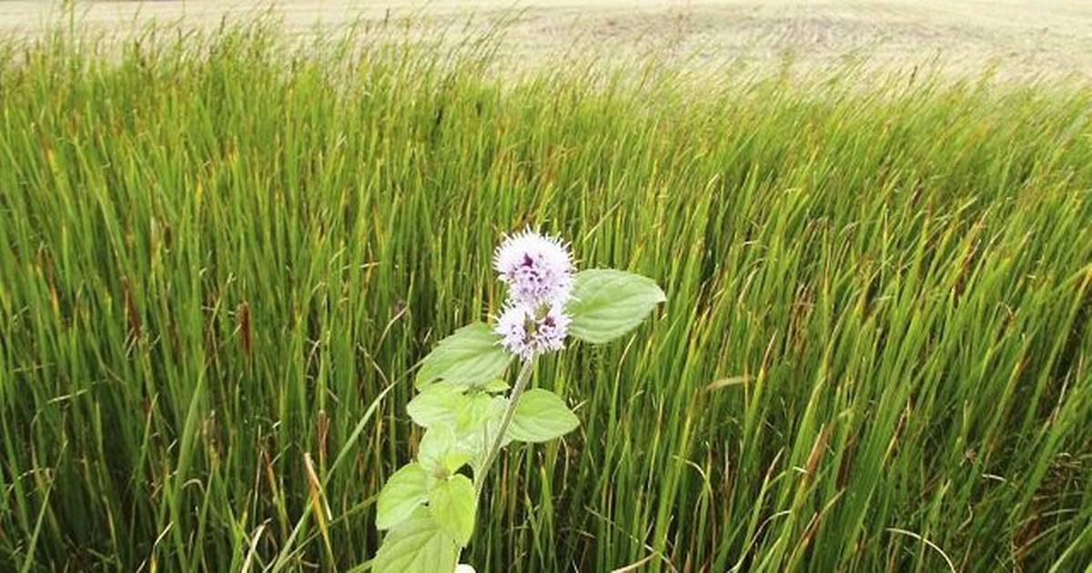 Naturvandring ved Pøls Rev og Birkepøl