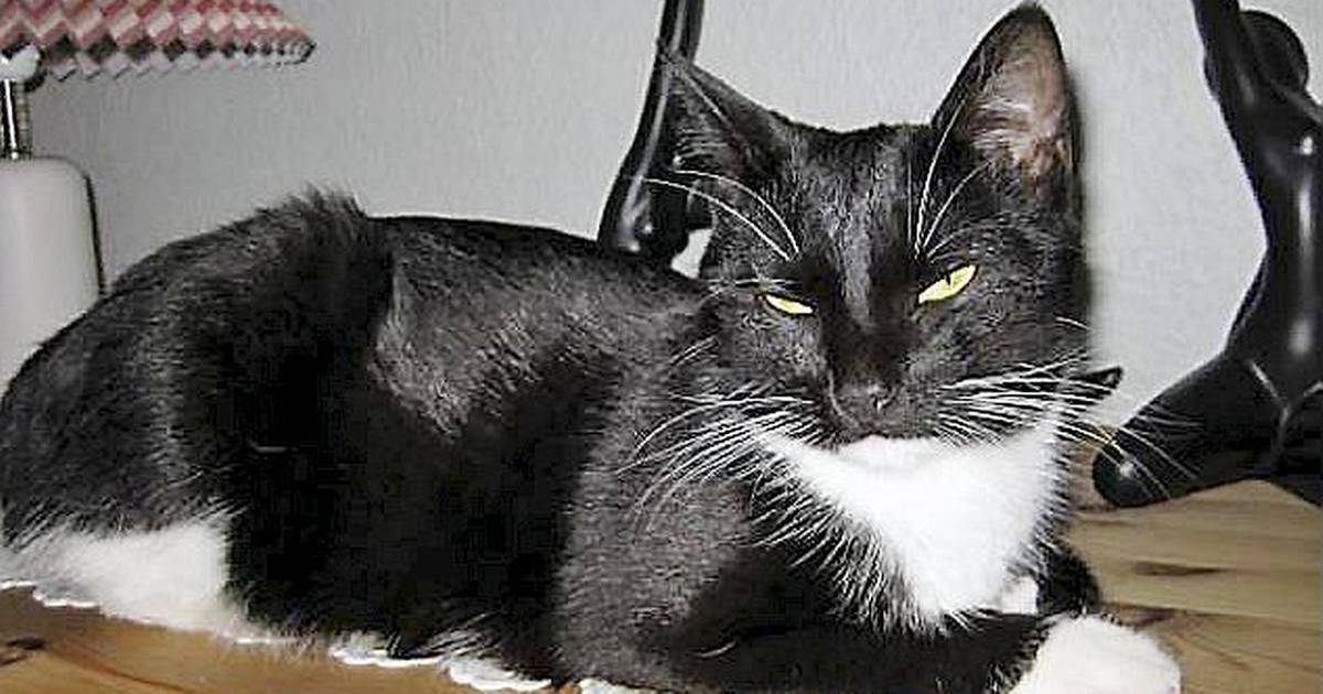 Er det hornugler, der bortfører katte? - Din Avis