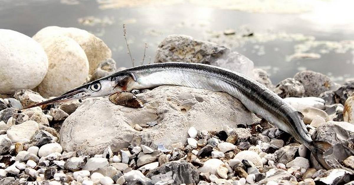 Har du nogensinde set en fisk med næb? - Din Avis