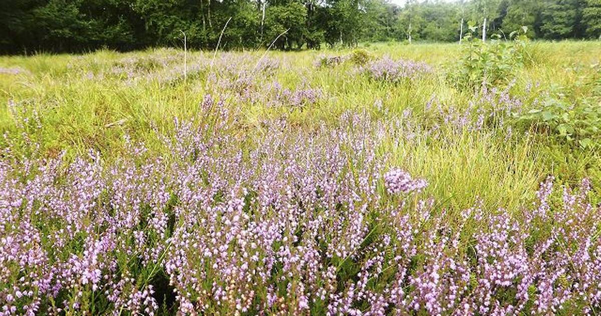 ”Biodiversitet – Hvad Nu?”