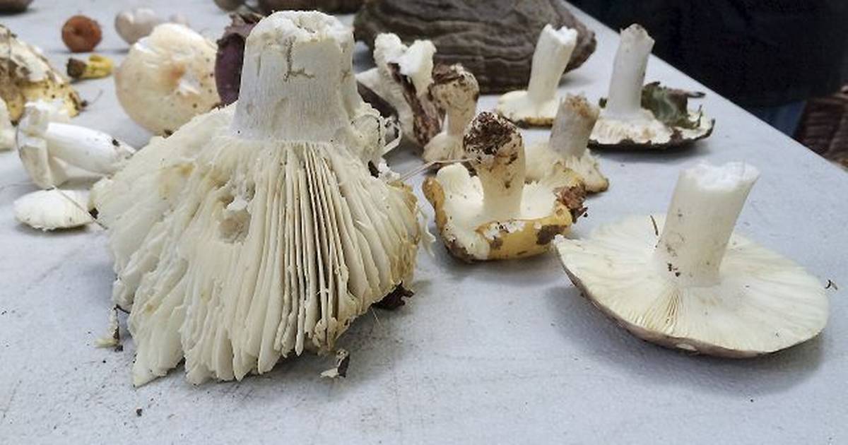 Kom med på jagt efter spiselige svampe