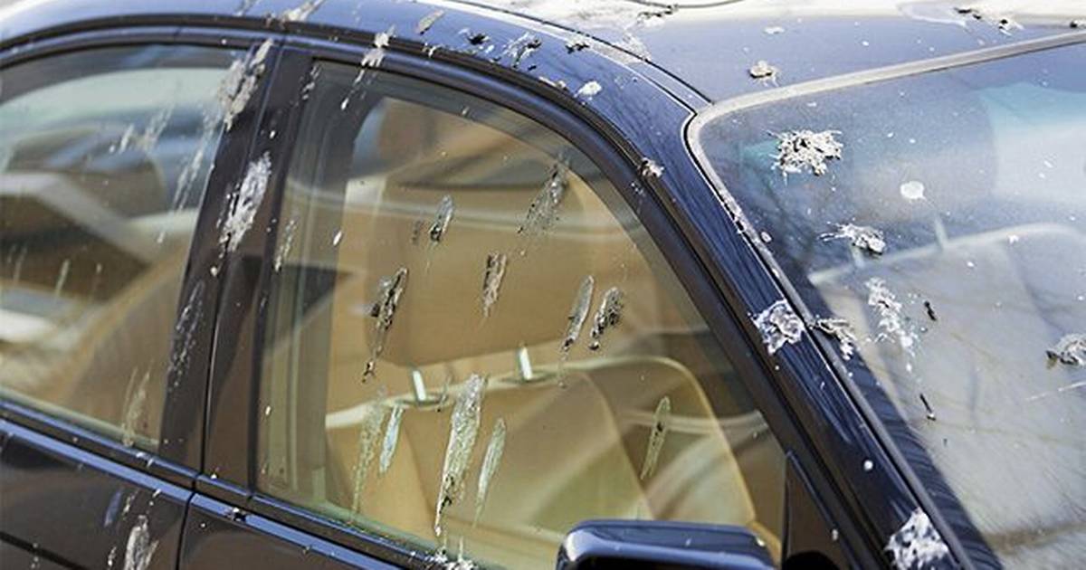 Sådan fjerner du fugleklatter fra din bil