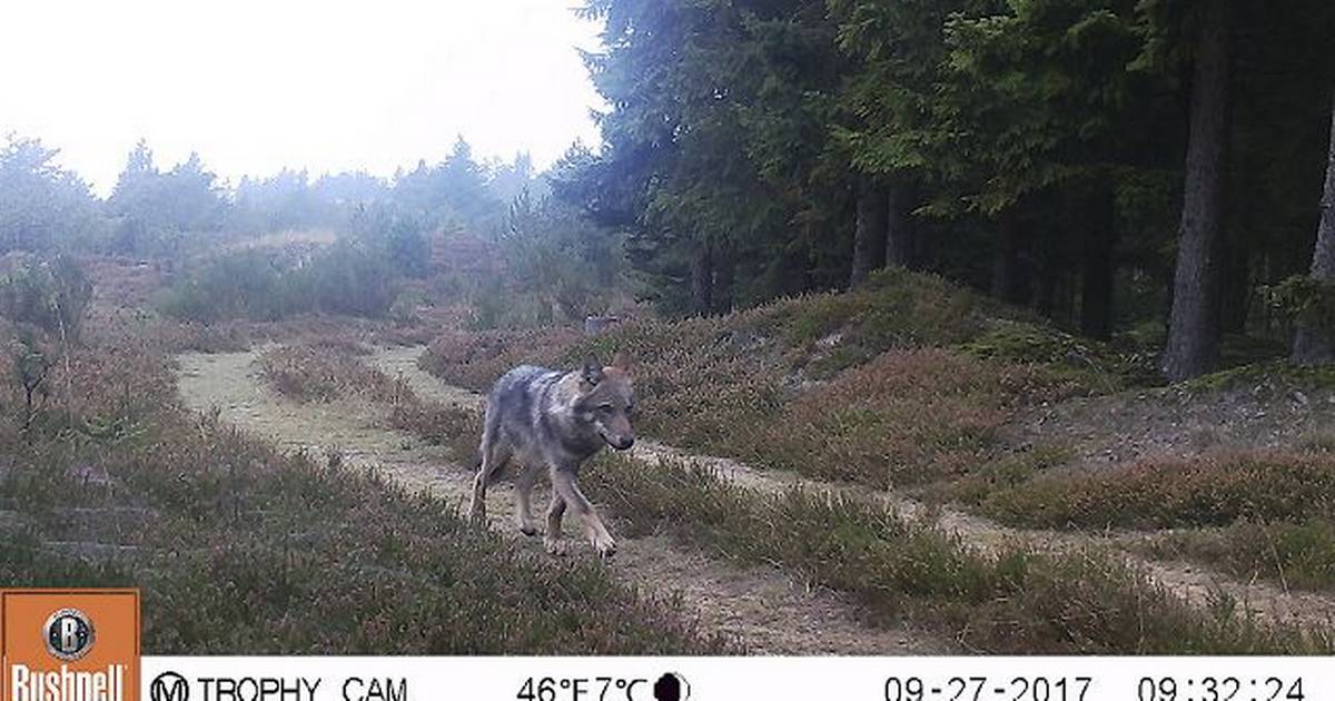 Djursland udpeget som godt område for ulve - Din Avis
